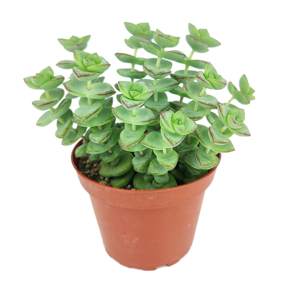 marble buttons succulent String of Buttons Crassula perforata