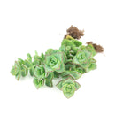String of buttons Crassula perforata, best succulent gift ideas, succulents for hanging baskets and terrariums, easy to care for houseplants, how to care for String of buttons, houseplants that require little care, drought tolerant houseplants, exotic plant for home and office
