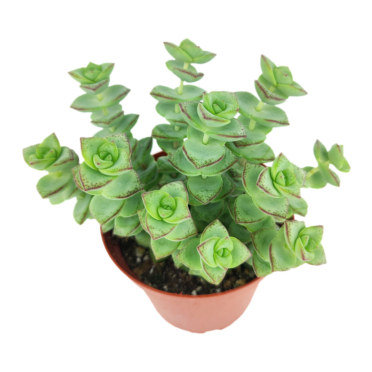 String of buttons Crassula perforata, best succulent gift ideas, houseplants that require little care, drought tolerant houseplants