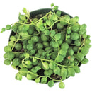 String of Pearls care guide, string of pearls for sale, indoor succulents, succulent plant, easy to care indoor plant, how to grow string of pearls, string of pearls in california