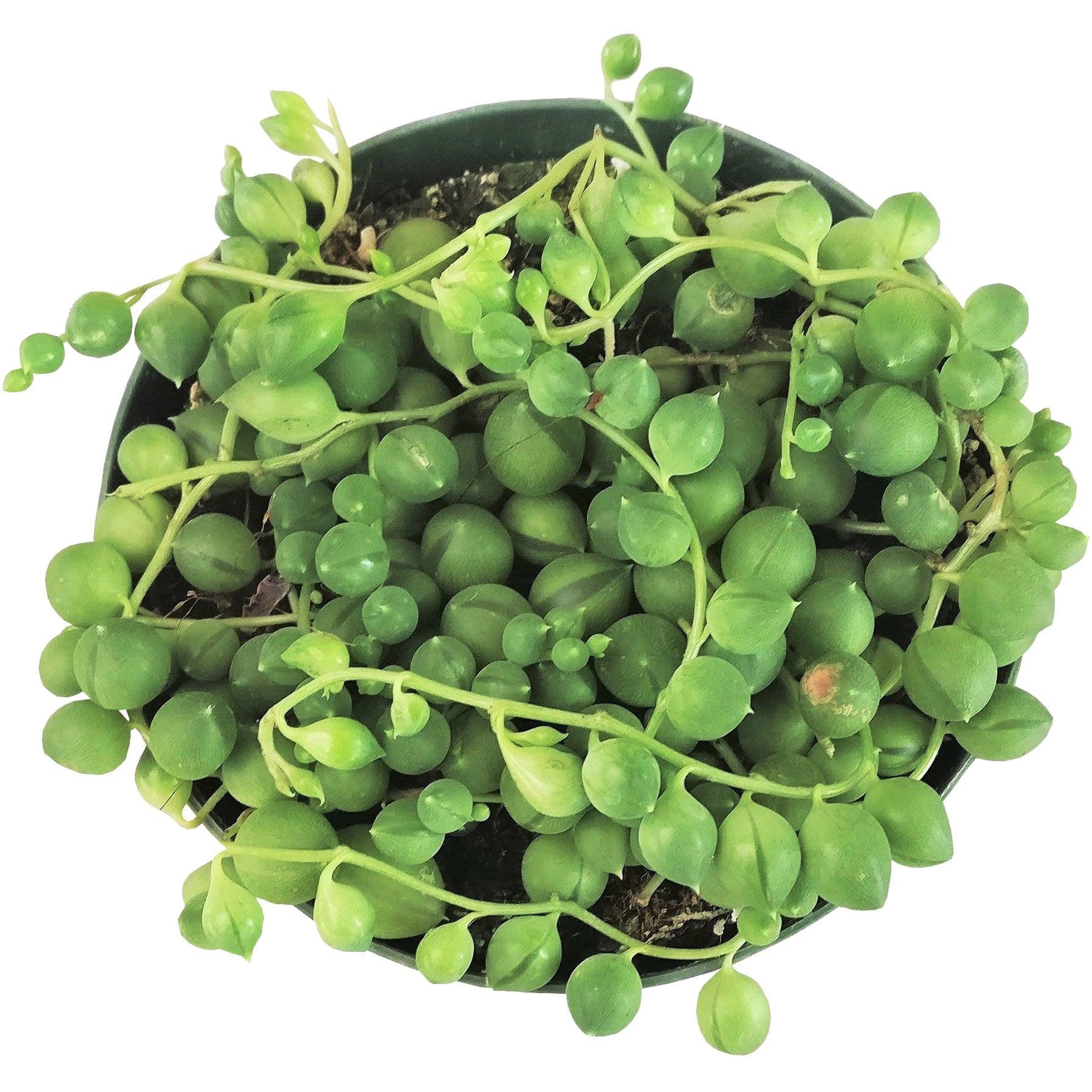 string succulents for sale Buy String Of Pearls Hanging Succulent Plant Online