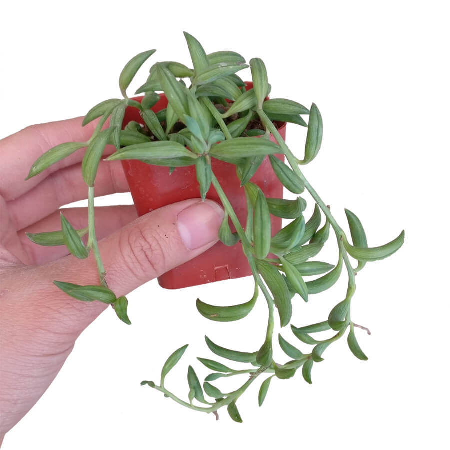 banana leaf plant succulent Senecio String of Bananas