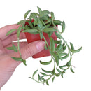 Senecio String of Bananas, easy to care houseplant, houseplant for home and office decoration, succulent plant, indoor succulent