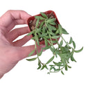 Senecio String of Bananas, easy to care houseplant, houseplant for home and office decoration, succulent plant, indoor succulent