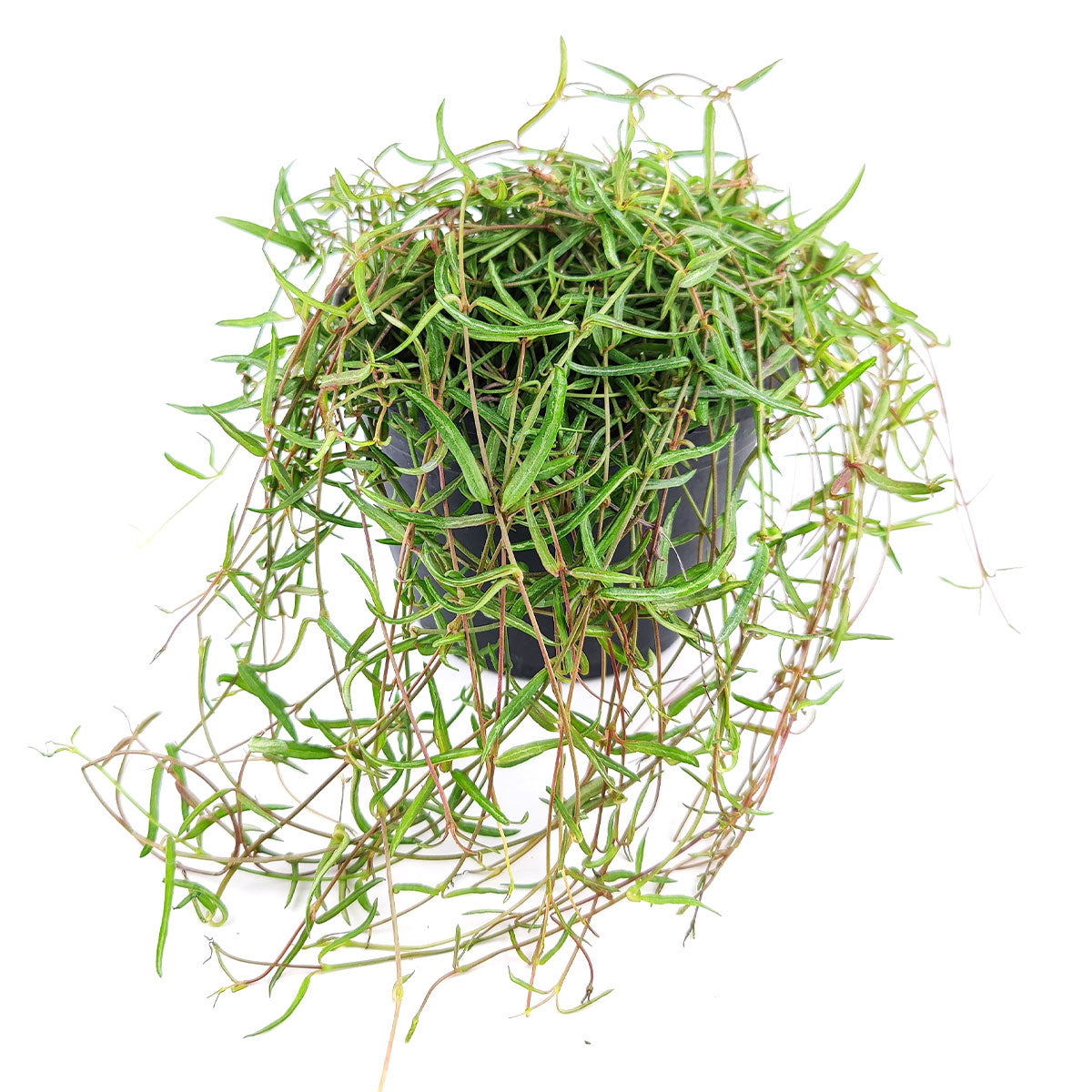string of needles succulent Ceropegia Linearis String of Needles