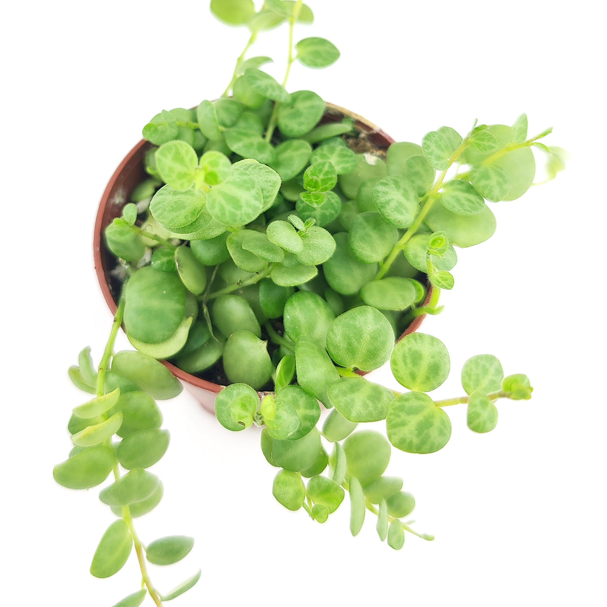 String of Turtles, How to grow String of Turtles, succulent gifts, succulents for sale, string of turtles plant, succulent care, succulents shop in California, succulent subscription, succulent care tips