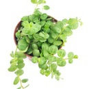 4 inch String of turtles plant in terracotta pot for sale, Buy trailing houseplant for home office decor