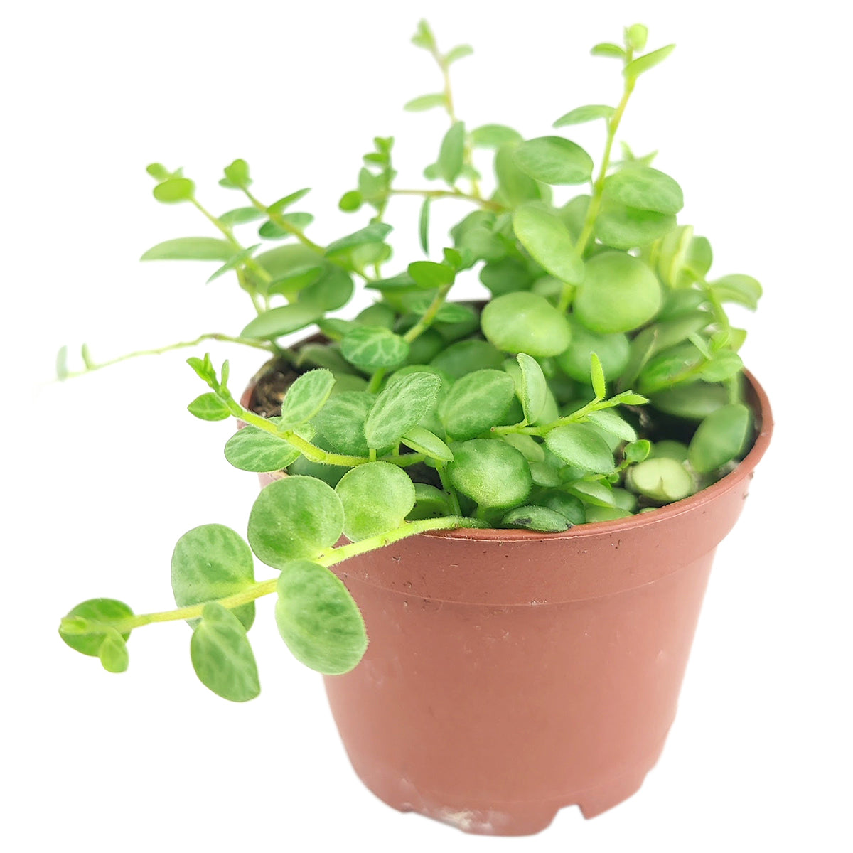 turtle back succulent Peperomia String Of Turtles for Sale, Buy Hanging Succulent Plant Online