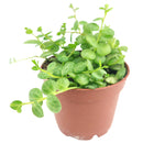 4 inch String of turtles plant in terracotta pot for sale, Buy trailing houseplant for home office decor