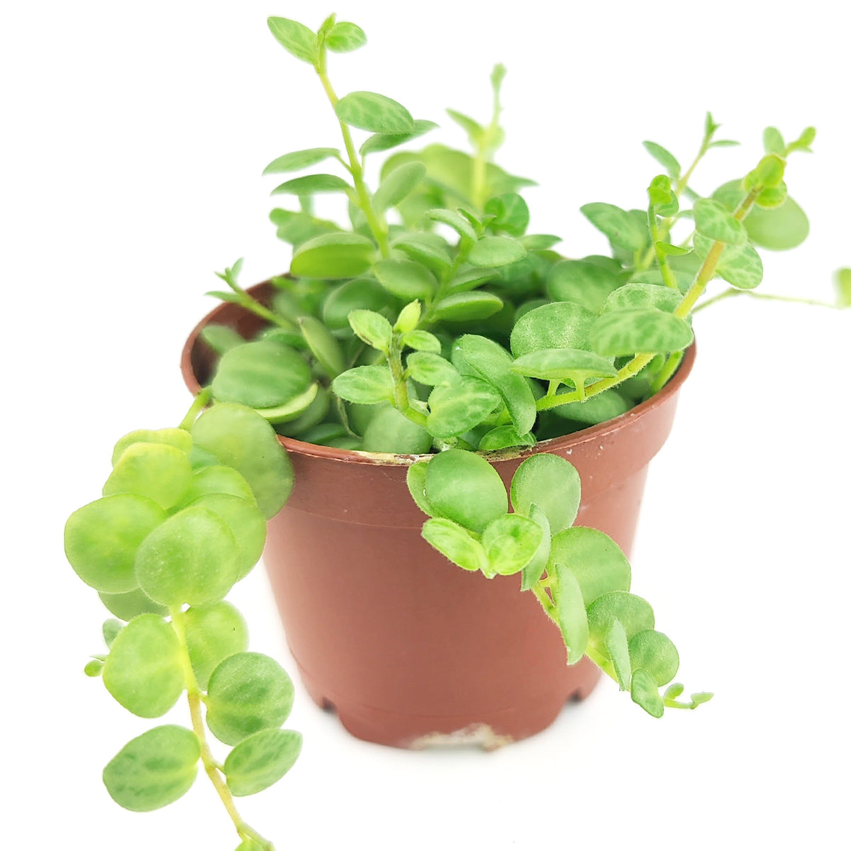 tropical succulent plants String Of Turtles