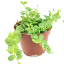 4 inch String of turtles plant in terracotta pot for sale, Buy trailing houseplant for home office decor