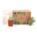 Succulent subscription box delivered monthly, Succulent subscription gift for sale, airplants subscription box monthly