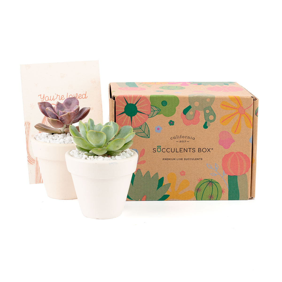 Succulent Subcription Boxes, Succulent Subscription Boxes, Succulents Box Monthly, Succulents for Sale, Succulents Box with Care Guide, Cactus Boxes, Succulent Plant