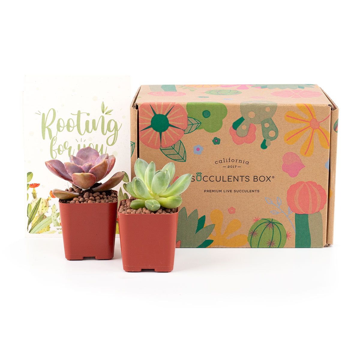 Subscription Box with Care Instruction, Succulent Subscription Box, Succulents for Sale, Types of Succulents, Succulents Shop in California, Succulents and Cactus Plants, Succulent Gift Box Monthly