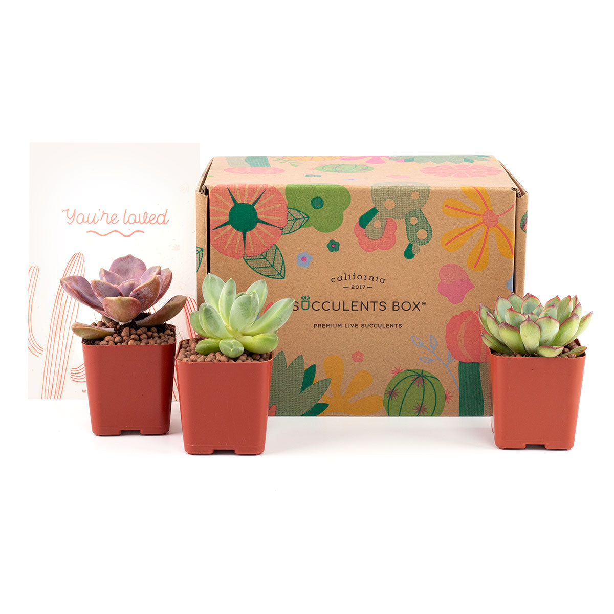 live cactus and succulents Live Succulent and Cactus Subscription Box Monthly | Succulent Gift Decor Ideas