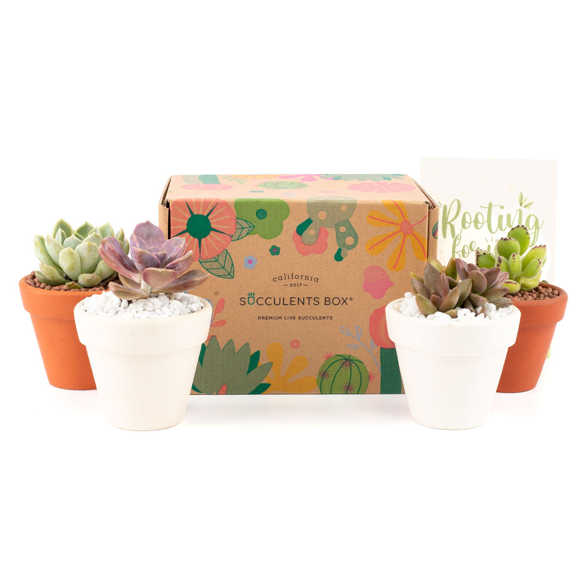 Succulent Gift Boxes, Succulent Subcription Boxes for sale, Succulents for Sale, Types of Succulents, Succulents Shop in California, Succulents and Cactus Plants, Cactus Box, Subscription Box with Care Instruction, Succulent Subscription Gift Box Monthly