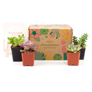 Succulent Gift Boxes, Succulent Subcription Boxes for sale, Succulents for Sale, Types of Succulents, Succulents Shop in California, Succulents and Cactus Plants, Cactus Box, Subscription Box with Care Instruction, Succulent Subscription Gift Box Monthly