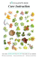 Succulent care card for sale, Succulents care guide, Succulents care instruction, How to care for succulent plants