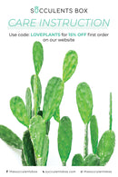 Succulent care card for sale, Succulents care guide, Succulents care instruction, How to care for succulent plants