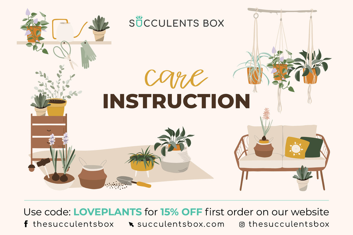succulents care instruction, succulent care card, succulent care guide, indoor succulent care for beginners