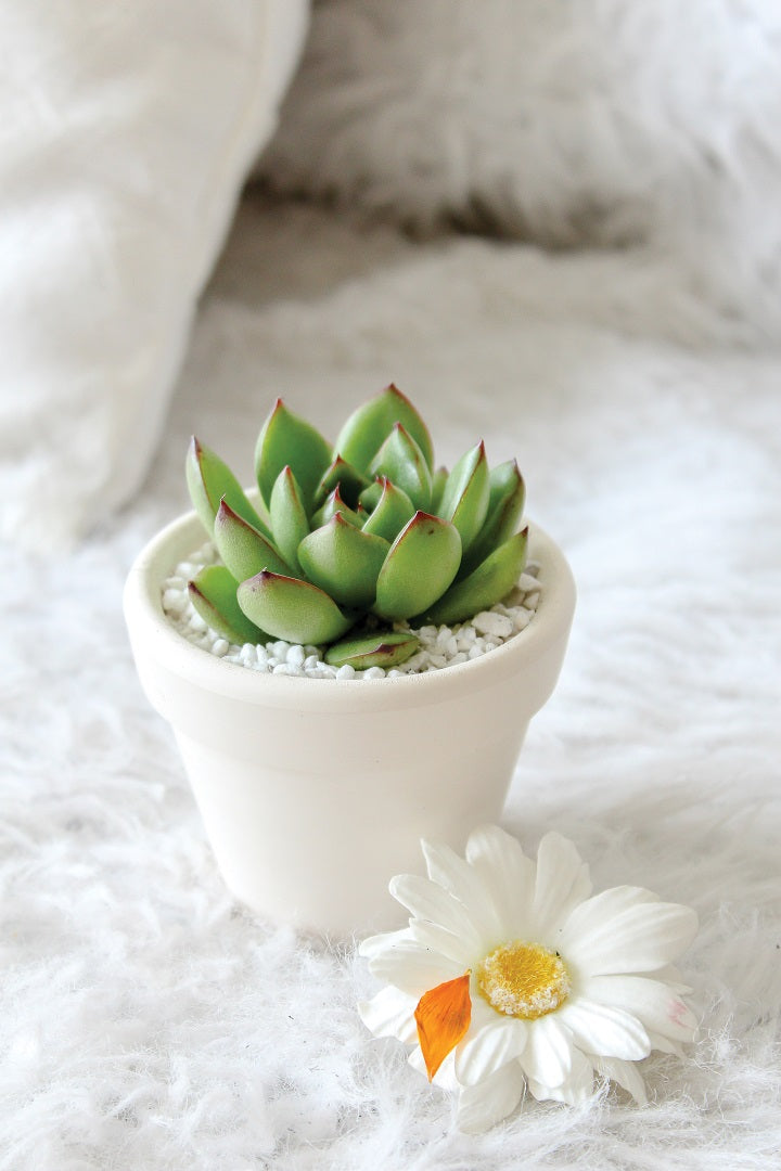 Printable Succulent Wall Art for sale, Succulents gift Ideas, Succulent Art Prints, Succulent Wall Decor, Watercolor Cactus Prints for sale