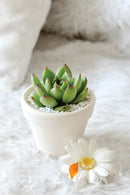 Printable Succulent Wall Art for sale, Succulents gift Ideas, Succulent Art Prints, Succulent Wall Decor, Watercolor Cactus Prints for sale