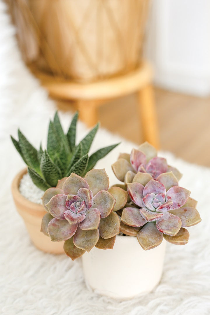 succulent wall stickers Printable Succulent Wall Art | Succulent Gift Ideas | Watercolor Succulent Prints