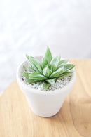 Printable Succulent Wall Art for sale, Succulents gift Ideas, Succulent Art Prints, Succulent Wall Decor, Watercolor Cactus Prints for sale