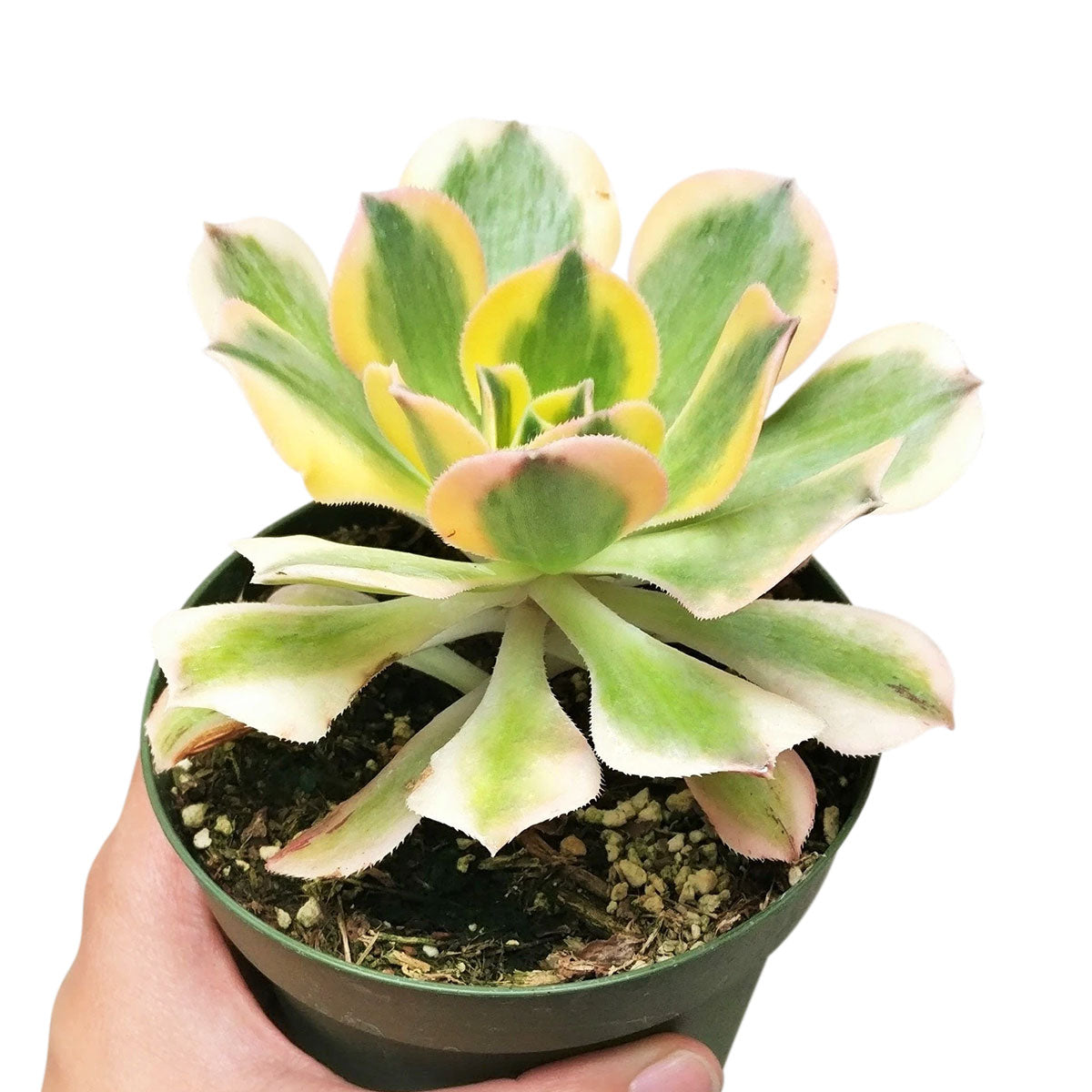 sunburst succulent for sale Aeonium Sunburst Succulent - Copper Pinwheel