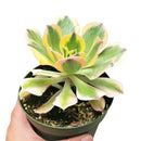 sunburst, aeonium sunburst for sale, succulents shop in California, Succulents shop near me, succulent subscription, how to grow succulents, succulent care guide, succulent care, succulents store in CA, monthly succulents, sunburst in California, How to grow sunburst, rose-shaped succulent plants