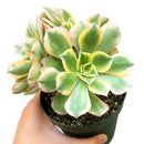 sunburst, aeonium sunburst for sale, succulents shop in California, Succulents shop near me, succulent subscription, how to grow succulents, succulent care guide, succulent care, succulents store in CA, monthly succulents, sunburst in California, How to grow sunburst, rose-shaped succulent plants