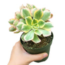 sunburst, aeonium sunburst for sale, succulents shop in California, Succulents shop near me, succulent subscription, how to grow succulents, succulent care guide, succulent care, succulents store in CA, monthly succulents, sunburst in California, How to grow sunburst, rose-shaped succulent plants