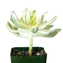 sun cups, agave plant, Succulents shop near me, succulents shop in California, succulents store in CA, succulent plant, cactus, Succulents, succulent care, succulent care tips, sun cups in California, How to grow sun cups