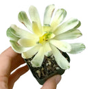 sun cups, agave plant, Succulents shop near me, succulents shop in California, succulents store in CA, succulent plant, cactus, Succulents, succulent care, succulent care tips, sun cups in California, How to grow sun cups