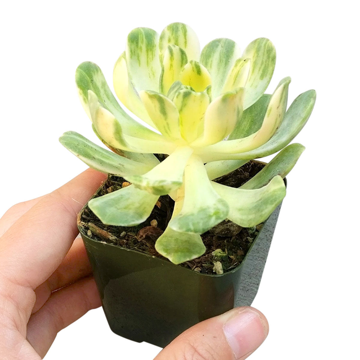 small succulents near me Aeonium Suncup for Sale