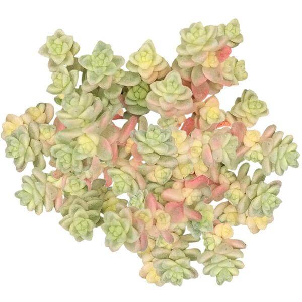 susan's succulents Sedum Suzie Q English