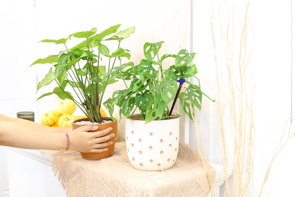 plant with lacy leaves, Swiss Cheese Vine easy to-grow houseplant, Live indoor plant delivery