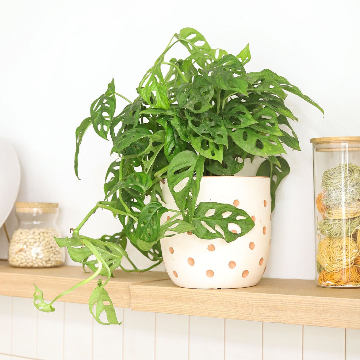 potted swiss cheese plant Rare Monstera Adansonii 'Swiss Cheese'