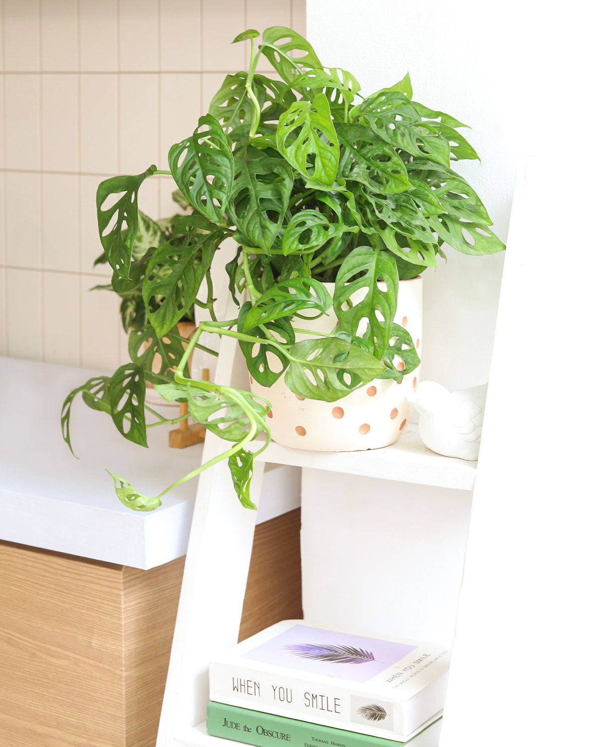 Swiss Cheese plant, Monstera adansonii, Monstera plant, plant with lacy leaves, best air-purifying plant, vining Monstera for hanging baskets 