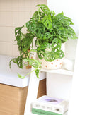 Swiss Cheese plant, Monstera adansonii, Monstera plant, plant with lacy leaves, best air-purifying plant, vining Monstera for hanging baskets 