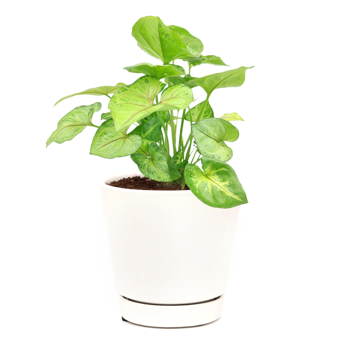 easy to care houseplant, Syngonium Pink Allusion, colourful foliage houseplant, how to grow syngonium pink allusion, syngonium Berry allusion care guide