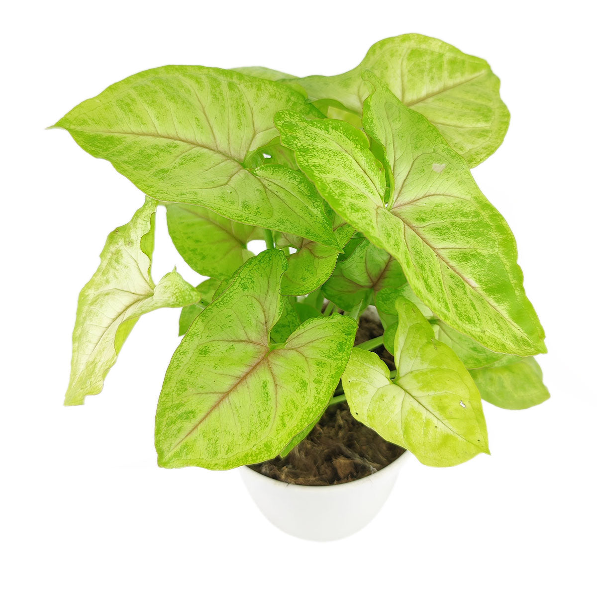 Syngonium Gold Allusion, the best air-purifying houseplants,houseplant gift ideas, how to decorate your space with Syngonium Gold Allusion, 