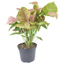 Syngonium Neon Robusta, Pink Arrowhead Vine Plant, colorful foliage houseplant, variegated plant, pink houseplant, easy to care for air-purifying houseplant, small houseplant, where to buy colorful houseplant  