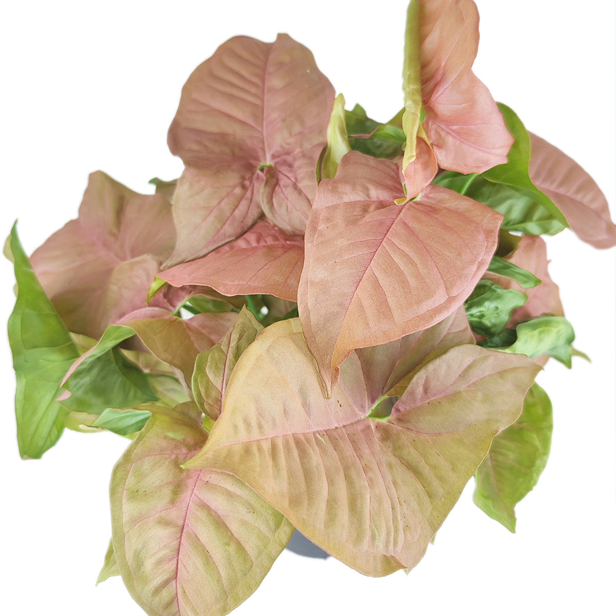 Syngonium Neon Robusta, easy to care for air-purifying houseplant, colorful foliage houseplant, Pink Arrowhead Vine Plant, variegated plant, pink houseplant