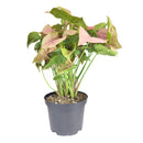 Syngonium Neon Robusta, Pink Arrowhead Vine Plant, colorful foliage houseplant, variegated plant, pink houseplant, easy to care for air-purifying houseplant, small houseplant, where to buy colorful houseplant  