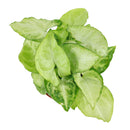 how to care for syngonium white butterfly, houseplant, houseplants, houseplants for sale, best indoor plants, types of houseplants, low light houseplants, easy to grow houseplants, buy houseplants online