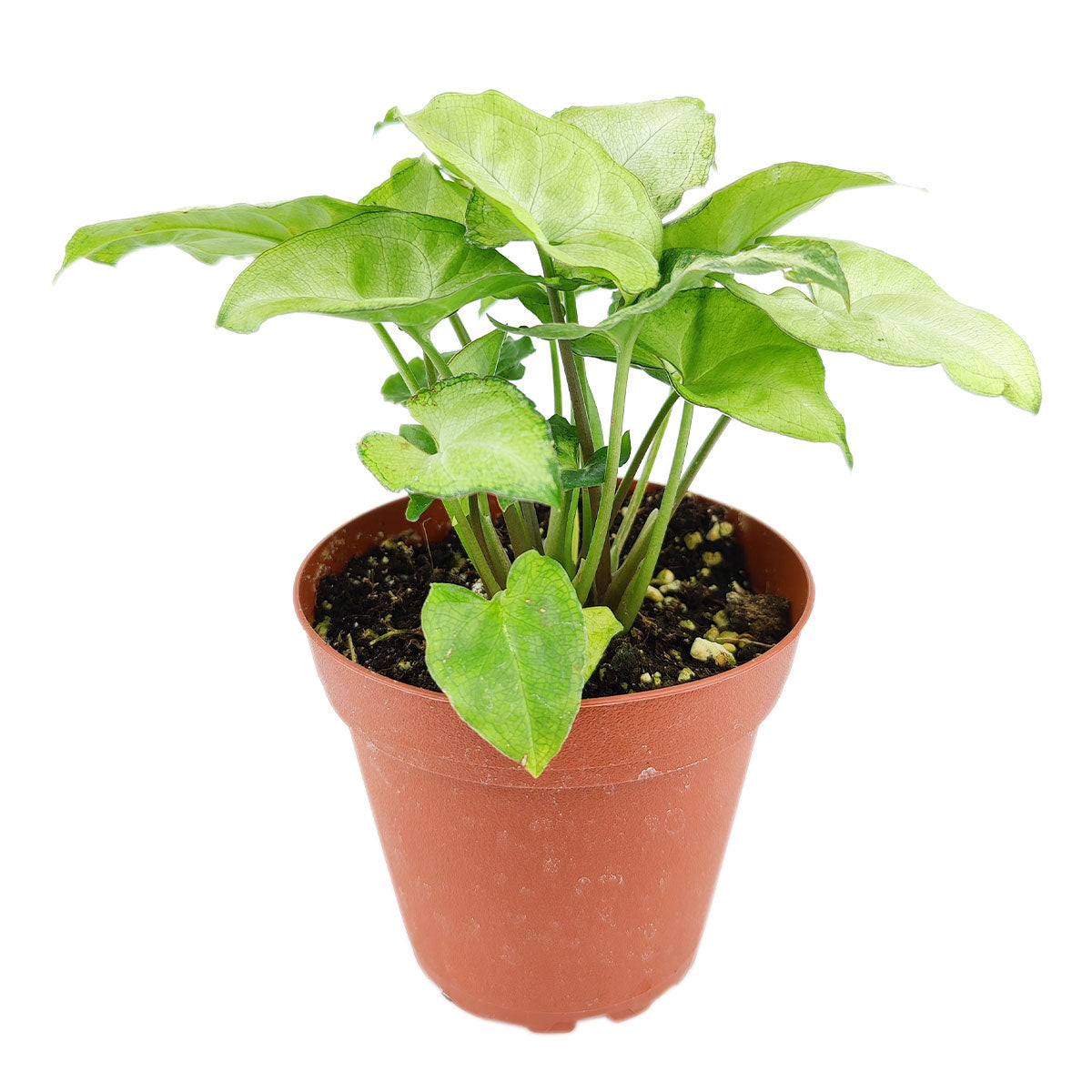 syngonium white butterfly, green and white syngonium, butterfly syngonium care, syngonium &#39;white butterfly&#39;, syngonium white arrow, white butterfly syngonium arrowhead, syngonium green and white, white butterfly syngonium plant, how to care for syngonium white butterfly, houseplant, houseplants, houseplants for sale, best indoor plants, types of houseplants, low light houseplants, easy to grow houseplants, buy houseplants online, houseplants near me