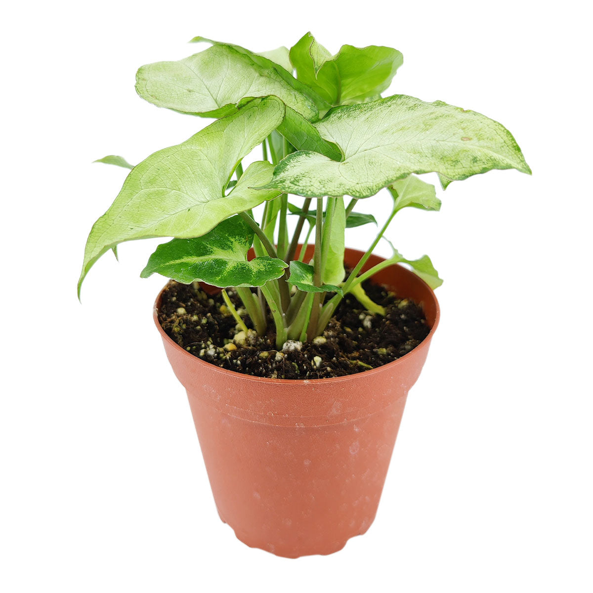 syngonium white butterfly, green and white syngonium, butterfly syngonium care, syngonium &#39;white butterfly&#39;, syngonium white arrow, white butterfly syngonium arrowhead, syngonium green and white, white butterfly syngonium plant, how to care for syngonium white butterfly, houseplant, houseplants, houseplants for sale, best indoor plants, types of houseplants, low light houseplants, easy to grow houseplants, buy houseplants online, houseplants near me