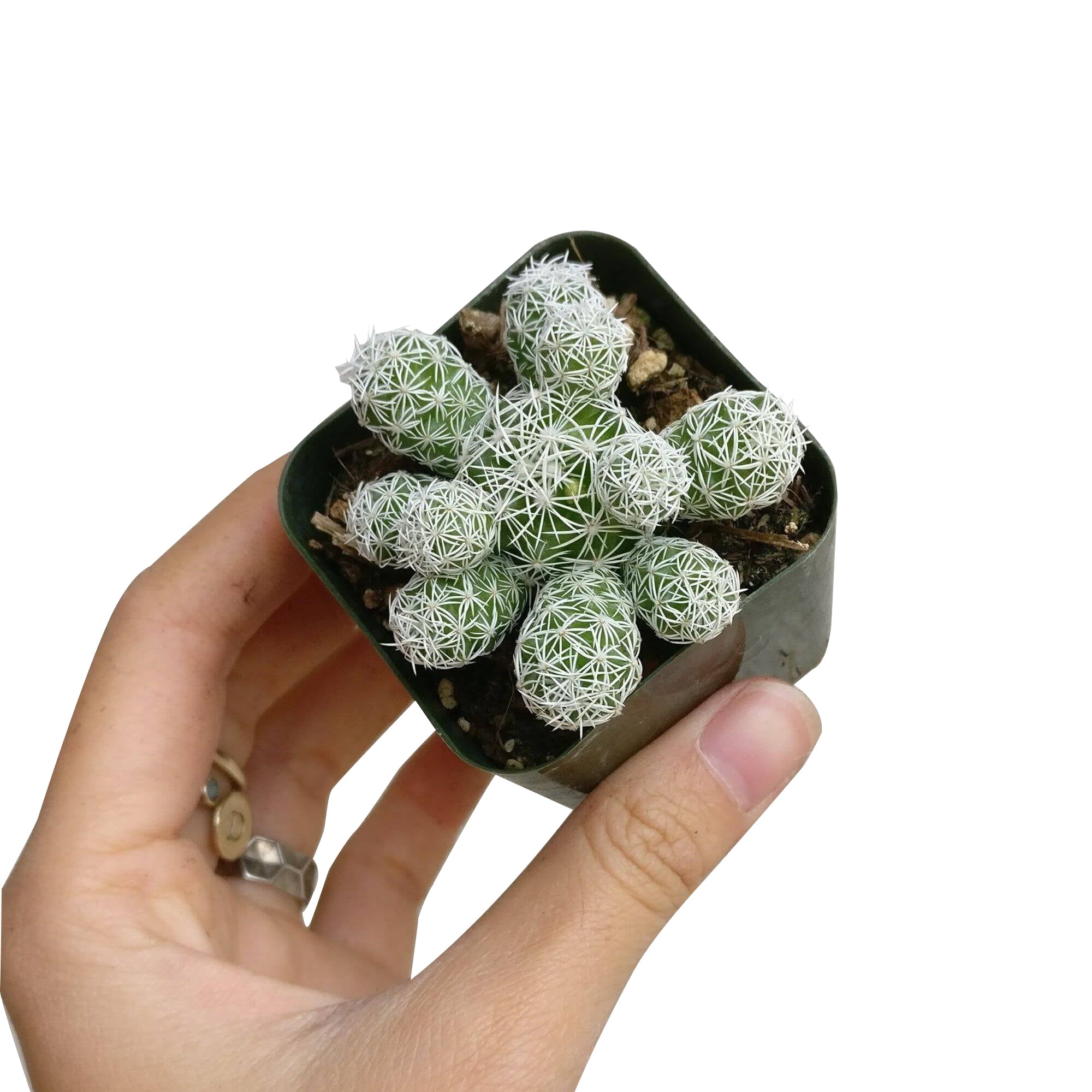 thimble succulent Thimble Cactus Mammillaria Succulent for Sale - Tiny Cactus for Gift Ideas