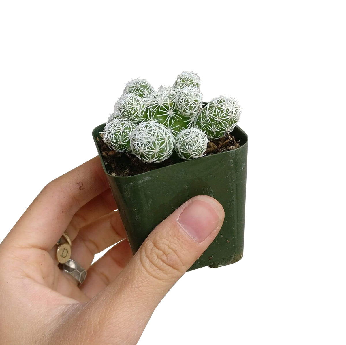 Thimble cactus, monthly succulents, succulent plant, succulent care, succulent care tips, succulent care guide, succulents shop in California, Succulents shop near me, cactus, Thimble cactus in California, How to grow Thimble cactus, cactus, cactus succulent, succulent cactus, cacti, cactus and succulents, succulents box, succulent shop, buy succulents online